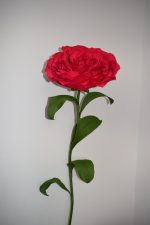 Floare gigant model Trandafir - imagine 3