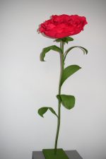 Floare gigant model Trandafir